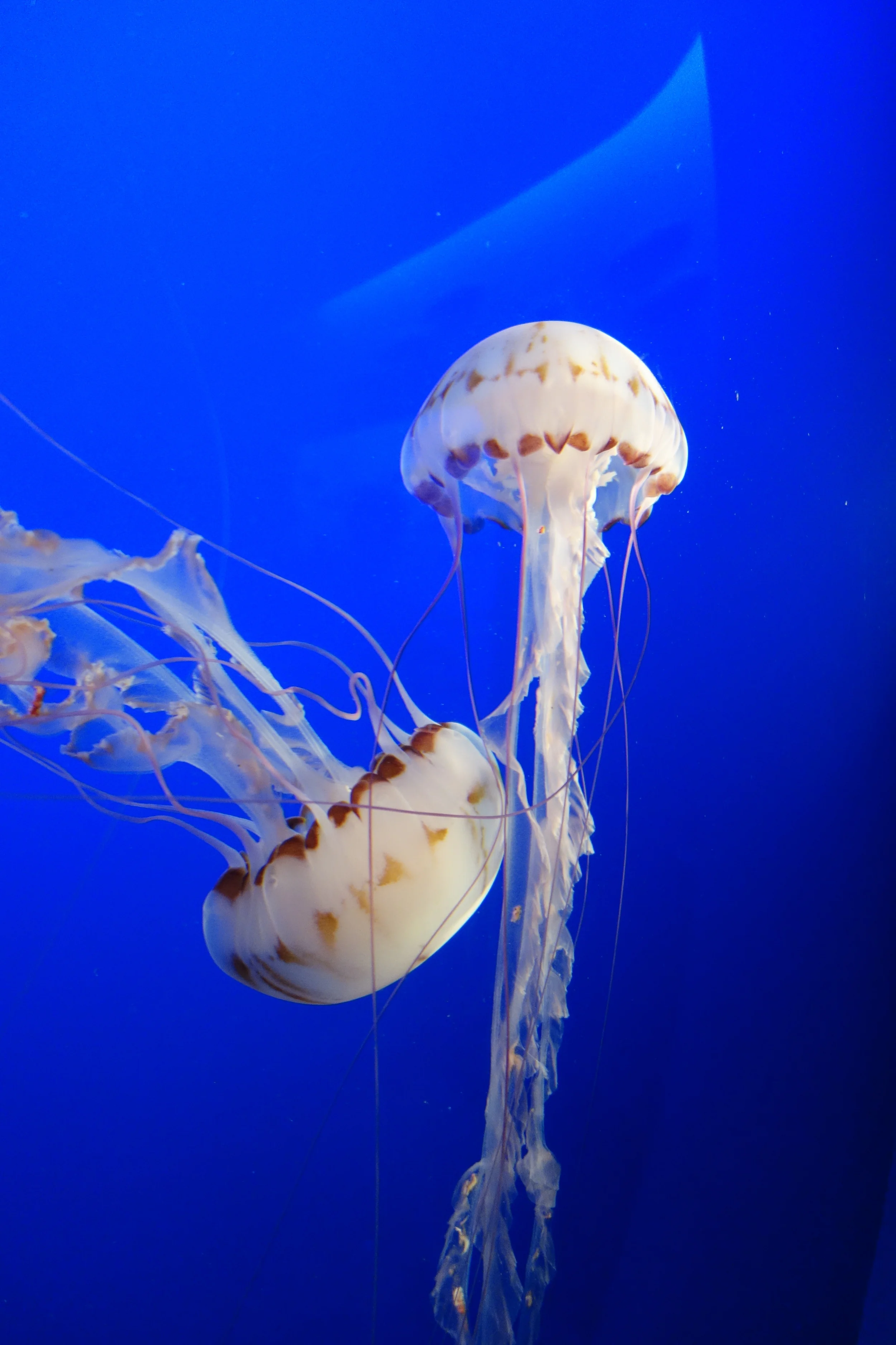 Hiding out in coolness