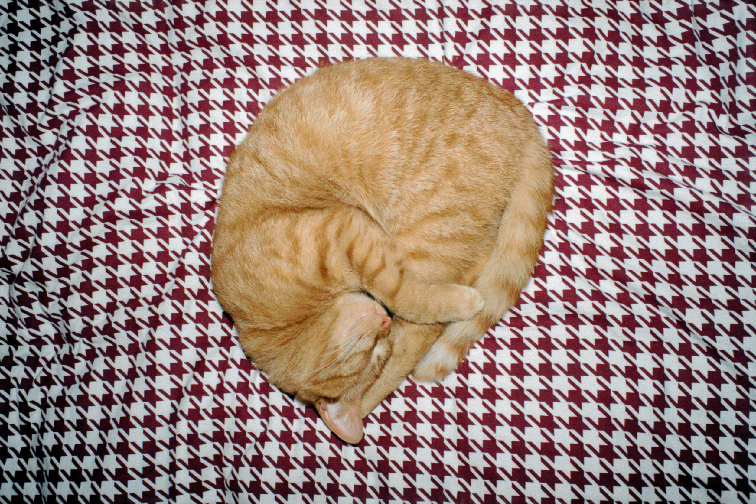 sam04021-positive.jpg