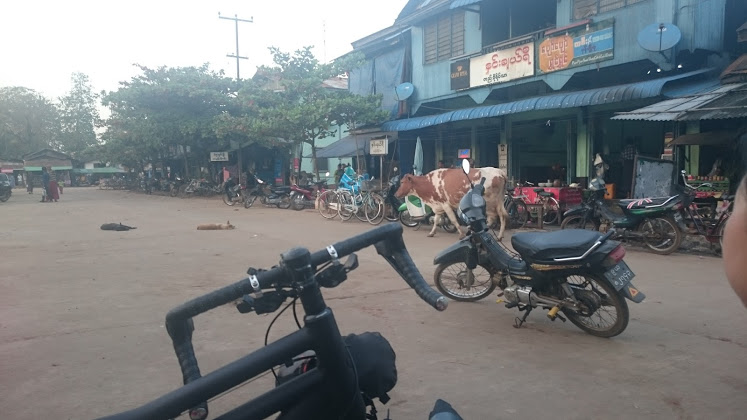 Oh you know, just a cow making its way through the middle of the city.