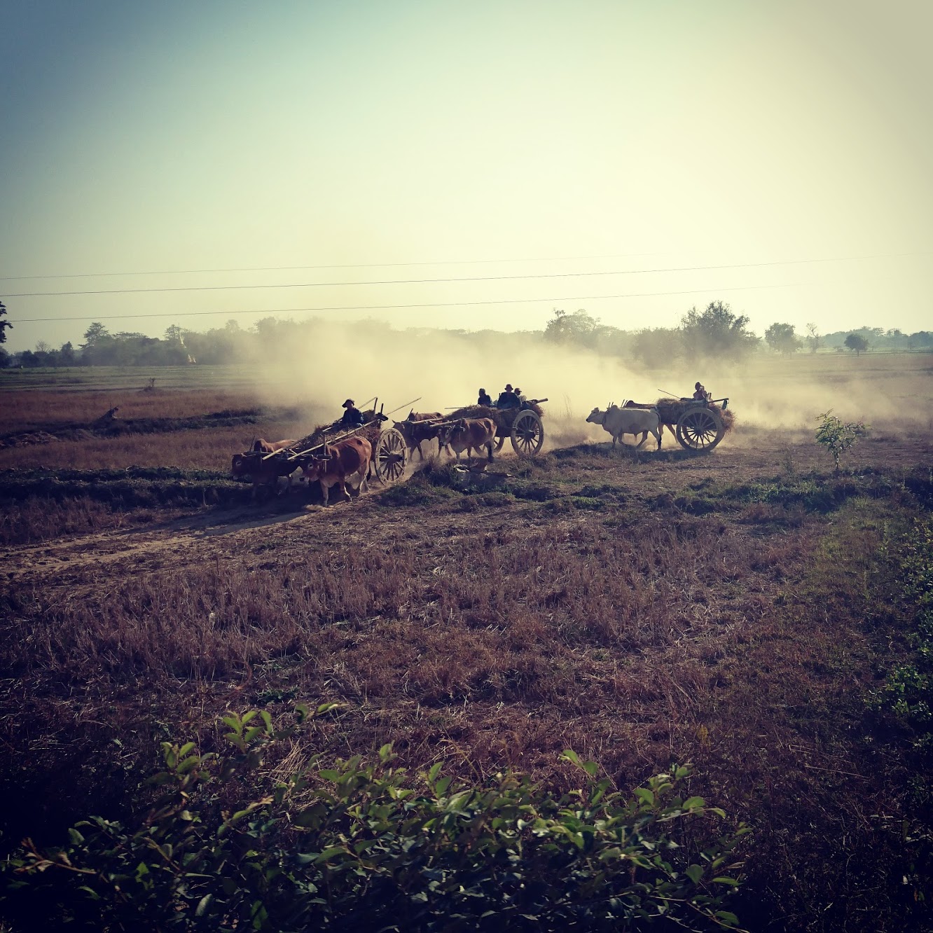 Taken from the train window on the way to Letpadan.