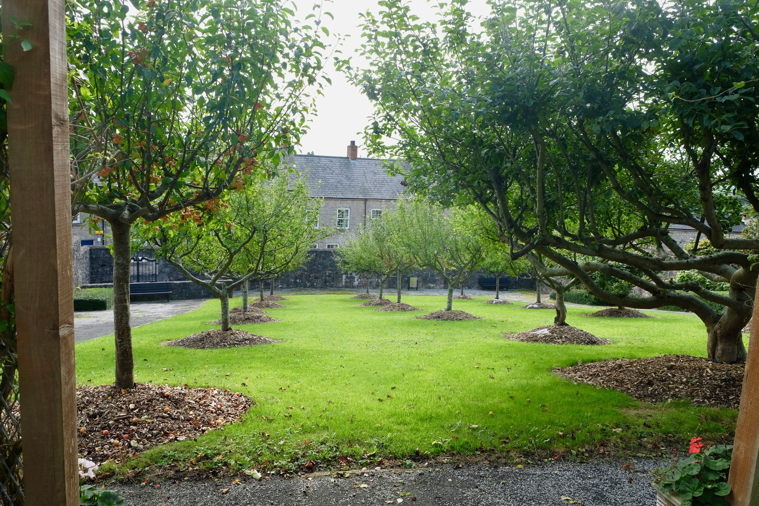 County Armagh is apple country, and the cathedral grounds are no exception.