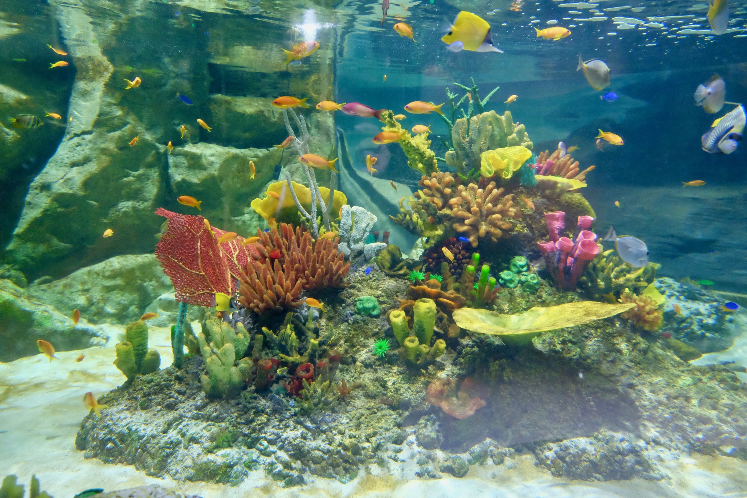 Not every species on display here is from local waters.