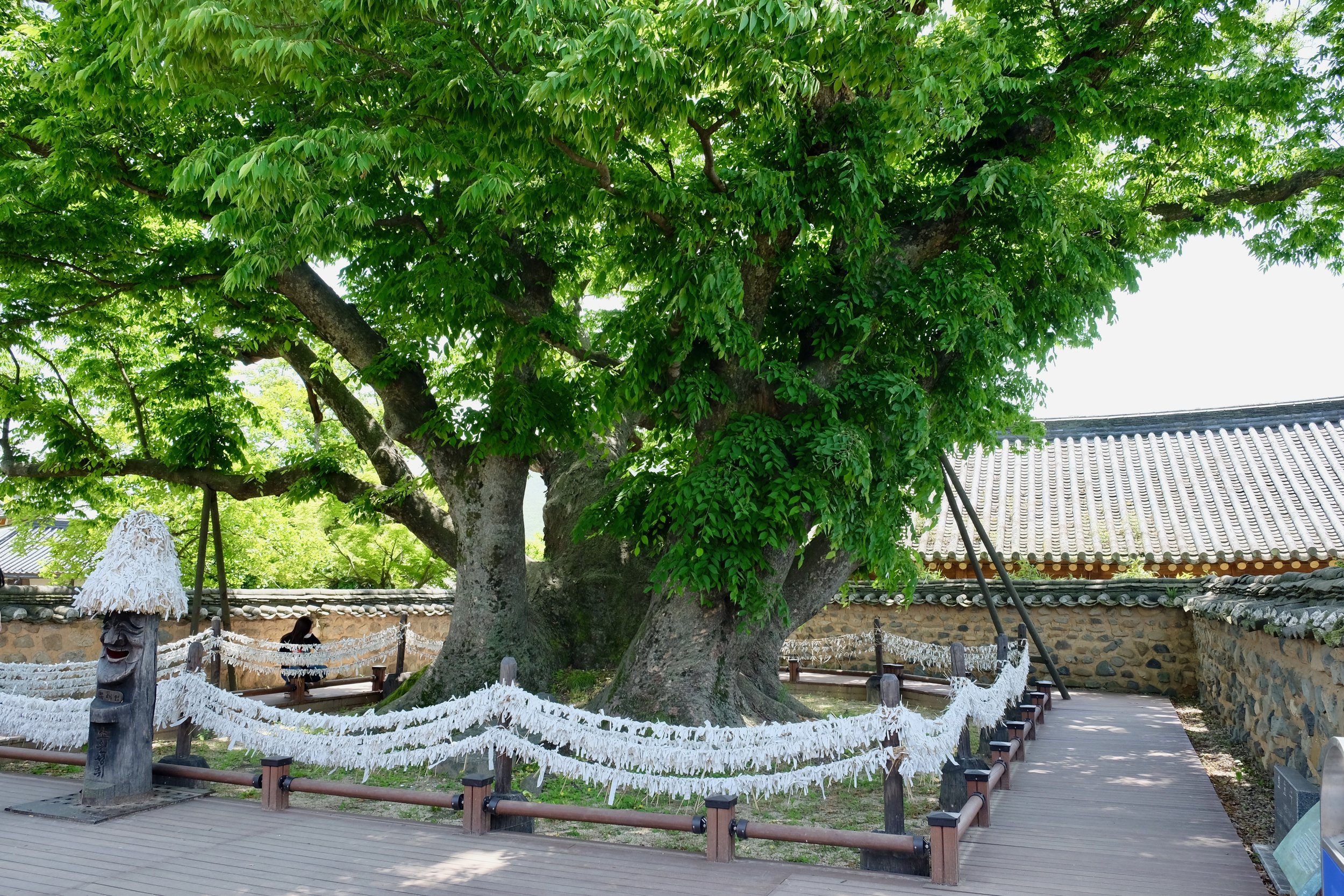 Situated at the very centre of Hahoe Village, this 600-year-old zelkova tree is called Samsindang, which means “shrine for three gods”. It is worshipped as a village spirit. It is believed throughout the country that Samsin exist in every home and are thus enshrined in the matron’s room. But in Hahoe Village, it’s this tree that hosts the Samsin. On the 15th day of every January by the lunar calendar, the people of the village perform a ritual to pray for peace in the village.