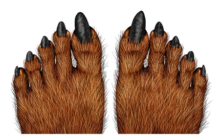 42846556_S_scary_feet_werewolf_hairy_nails.jpg