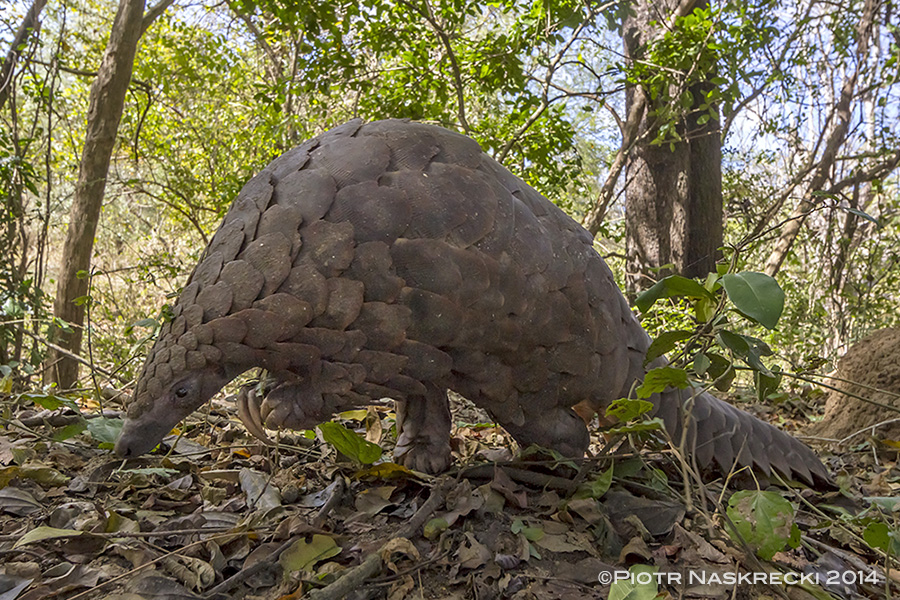 Bipedal and armed with massive claws, a Ground pangolin could easily be confused with a carnivorous Jurassic velociraptor. But these gentle mammals feed exclusively on termites and ants, and their only defense is a thick armor of keratinous scales.