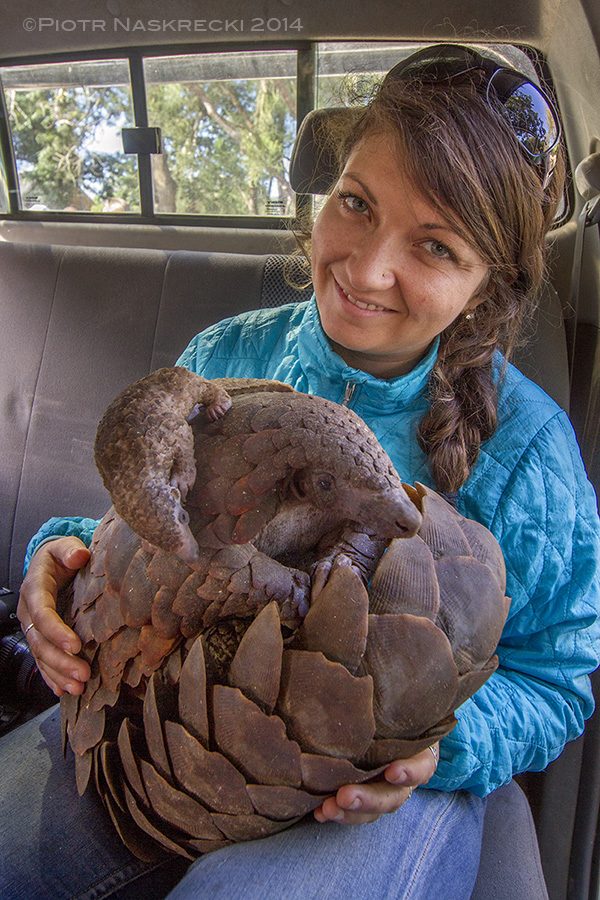 Safe at last – rescued from poachers, the author holds a ground pangolin and her baby boy on their way back to Gorongosa National Park to be released into their habitat.