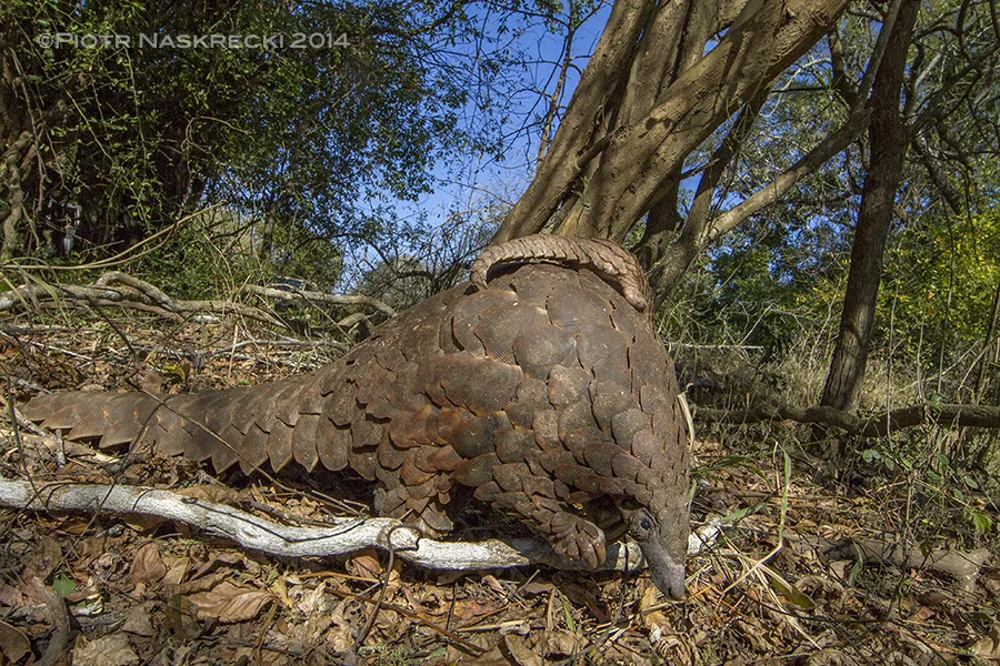 Having spent a month in captivity, the pangolin, her baby tenuously clinging to her back, takes the first steps as a free animal.