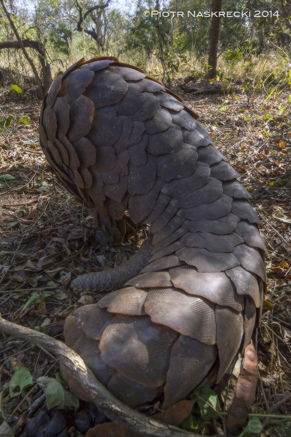 Safe under his mother’s armor, a young pangolin will stay with her until his own scales are large and strong enough to provide protection from predators.