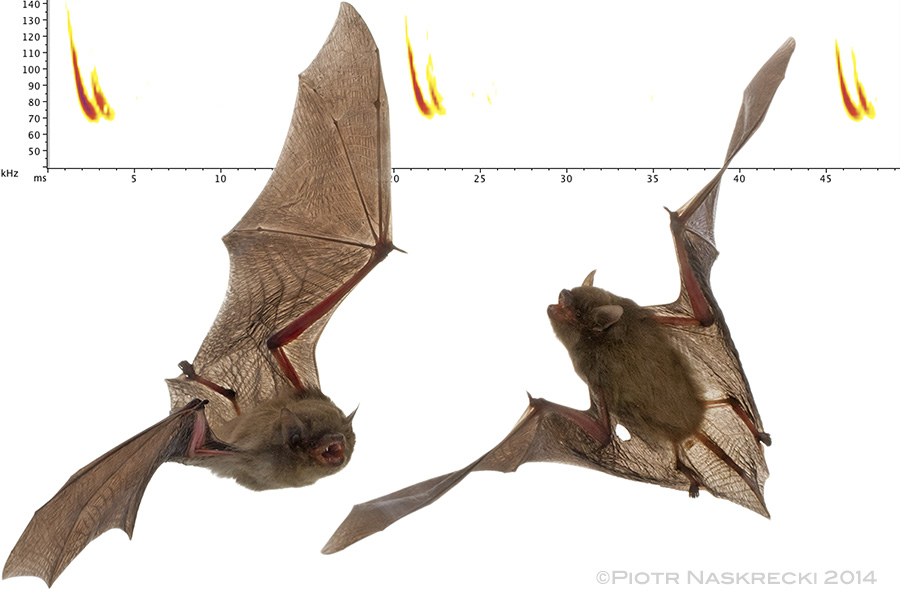 Banana bats ( Neoromicia nana ) are tiny, insectivorous bats. Their name comes from the preferred roosting habitat of this species – furled leaves of banana plants.