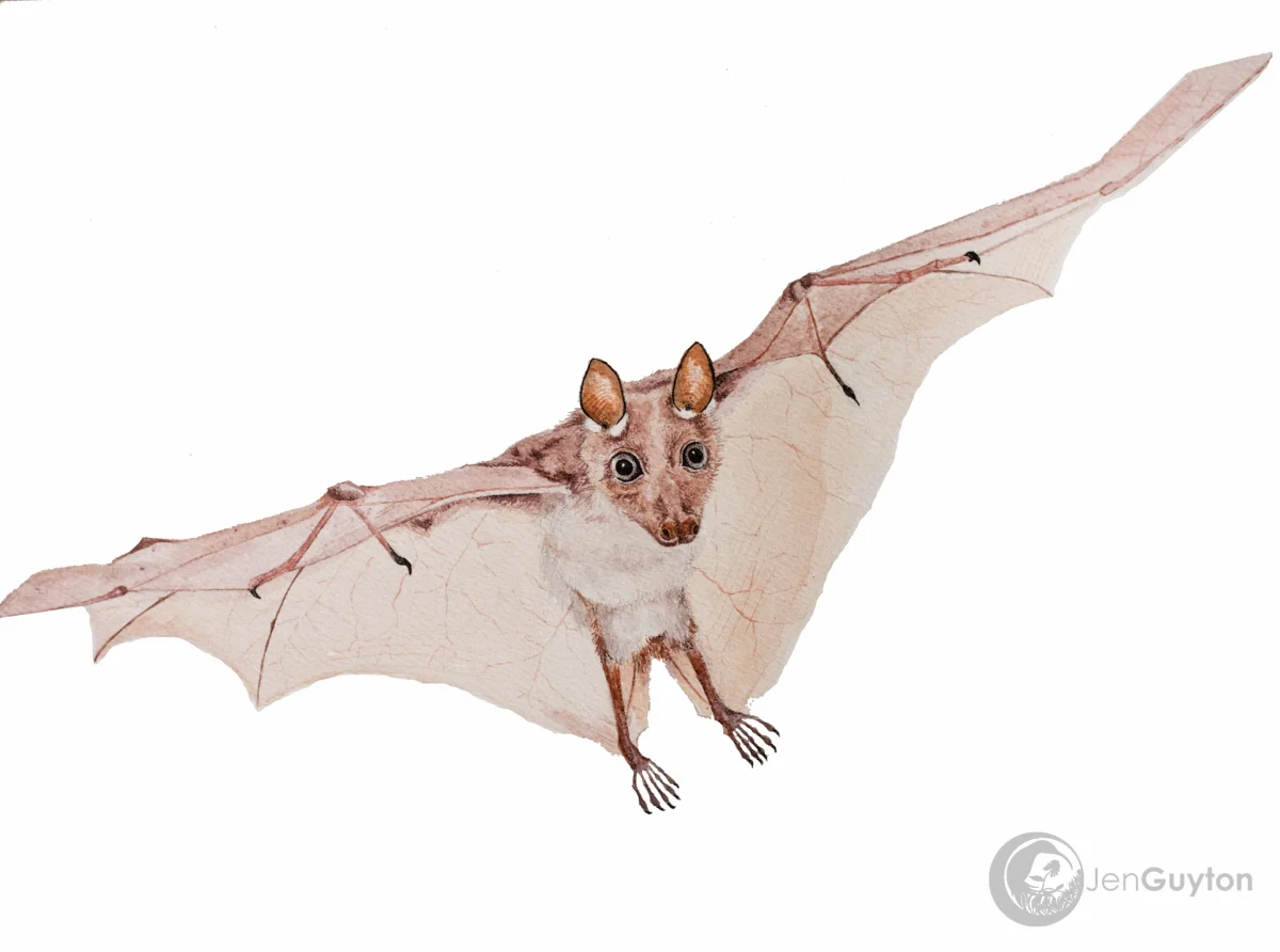 A painting of the female Wahlberg’s epauletted fruit bat ( Epomophorus wahlbergi ) that peed on Kaitlyn.
