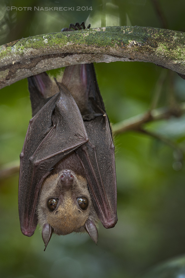 Little collared fruit bat ( Myonycteris torquata ) from Ghana, a species implicated in harboring the Ebola virus.