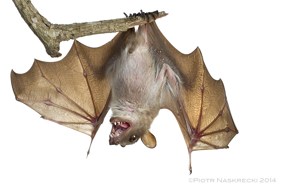 Wahlberg’s epauletted fruit bat ( Epomophorus wahlbergi ) from Gorongosa National Park in Mozambique.