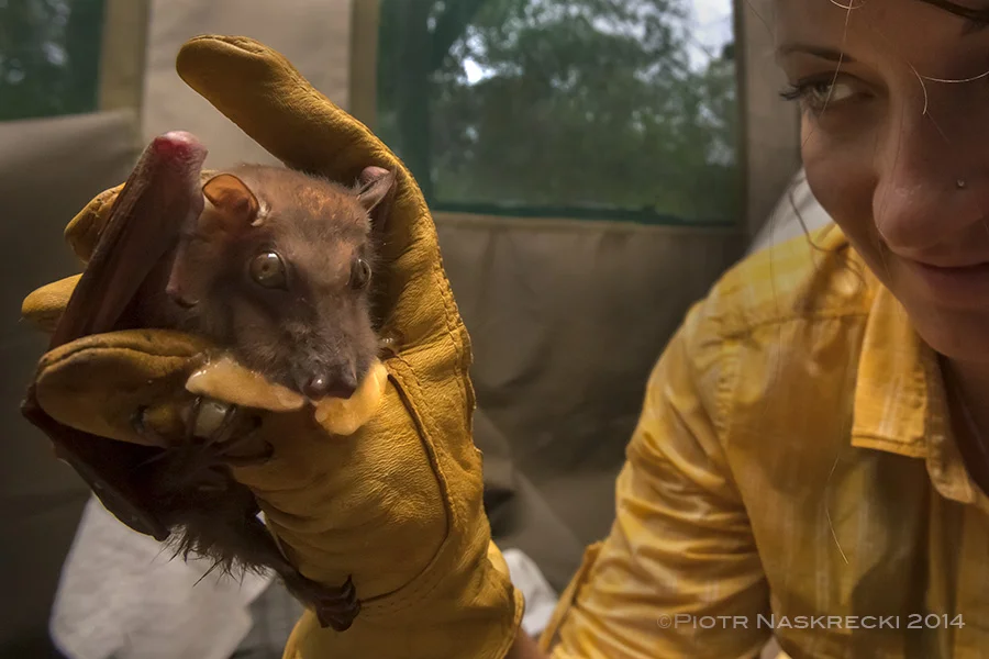 Fruit bats like bananas – even when they are being measured, photographed, or otherwise molested by a researcher.