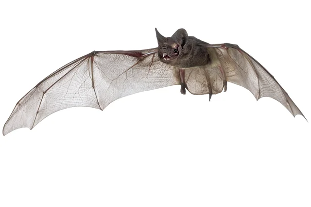 A photograph of the free-tailed bat Chaerophon ansorgei , a smaller relative of Mops condylura , which we convinced to fly inside a 10m-cubed tent. We used a lot more space than we had been working with originally, but we never got the Mops to fly! This photo shows this family’s characteristically long, narrow wings. Photograph by Piotr Naskrecki.