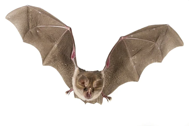 A photograph of Rhinolophus landeri , a clutter-foraging horseshoe bat. Its wings are short and broad, and can be drawn in to avoid obstacles, as shown here by the wrinkling in the wing membrane. Photograph by Piotr Naskrecki.