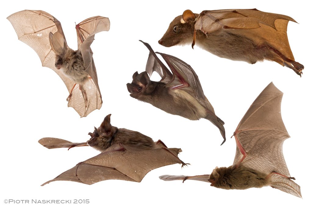 A few of the bat species we have in Gorongosa National Park. Each of the bats above is from a different family. Photos by Piotr Naskrecki.