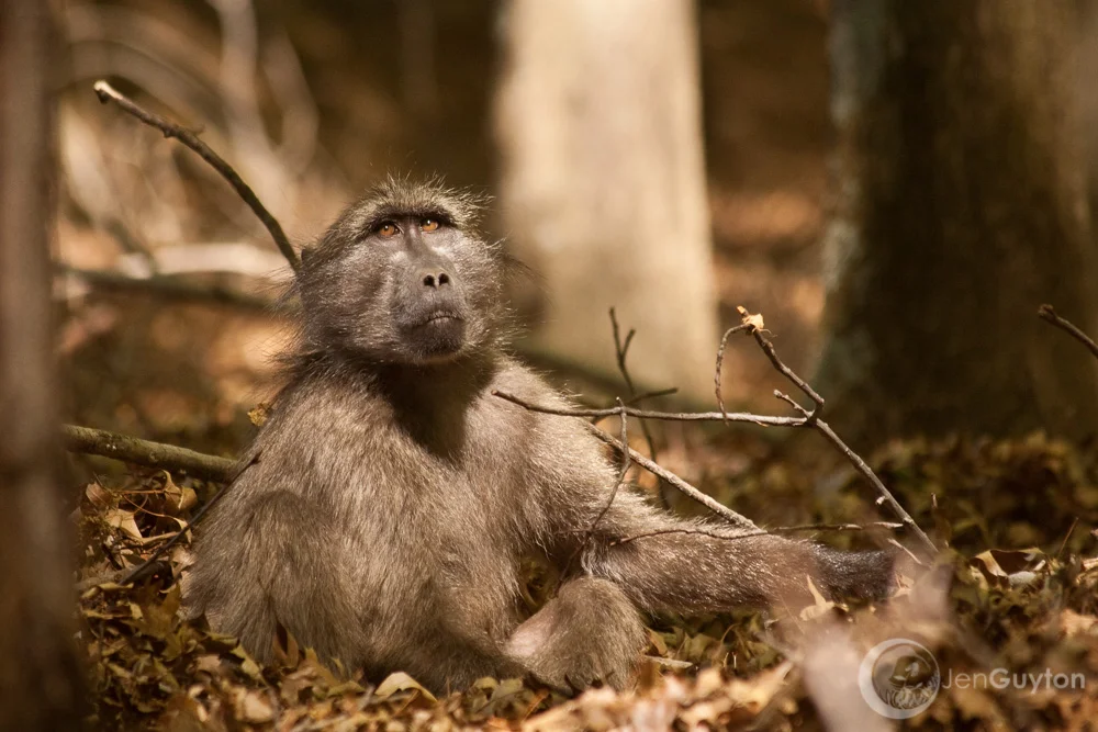A member of Arry's troop in the oak grove.