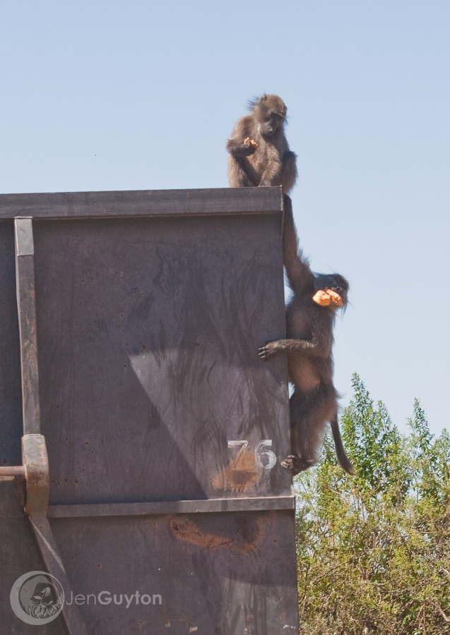 Baboons raiding the hotel dumpster.