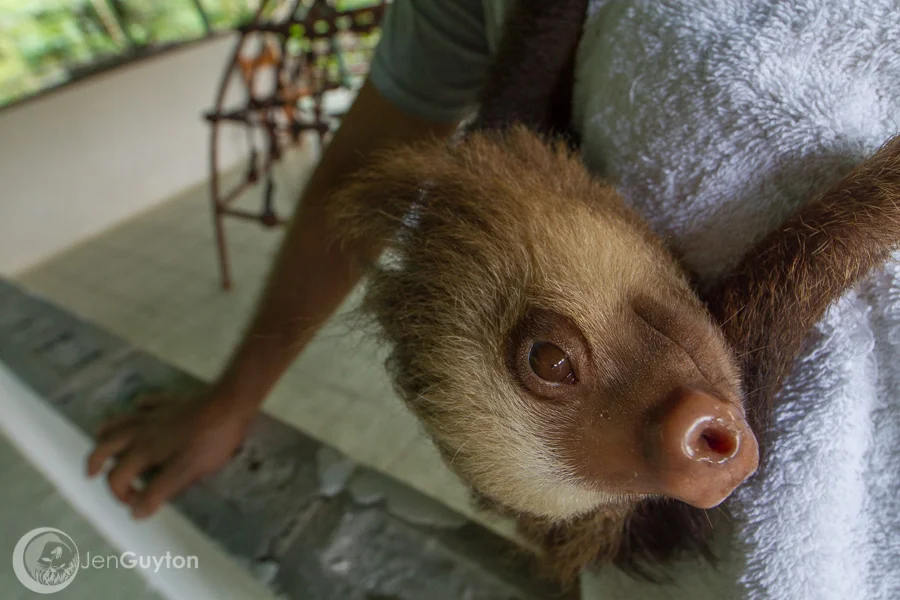 A baby orphan two-toed sloth hangs onto its keeper's shoulder.