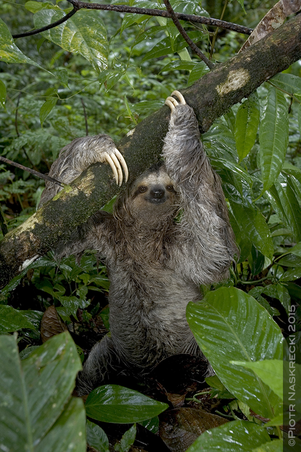 A three-toed sloth during a bathroom break on the forest floor. Photo by Piotr Naskrecki .