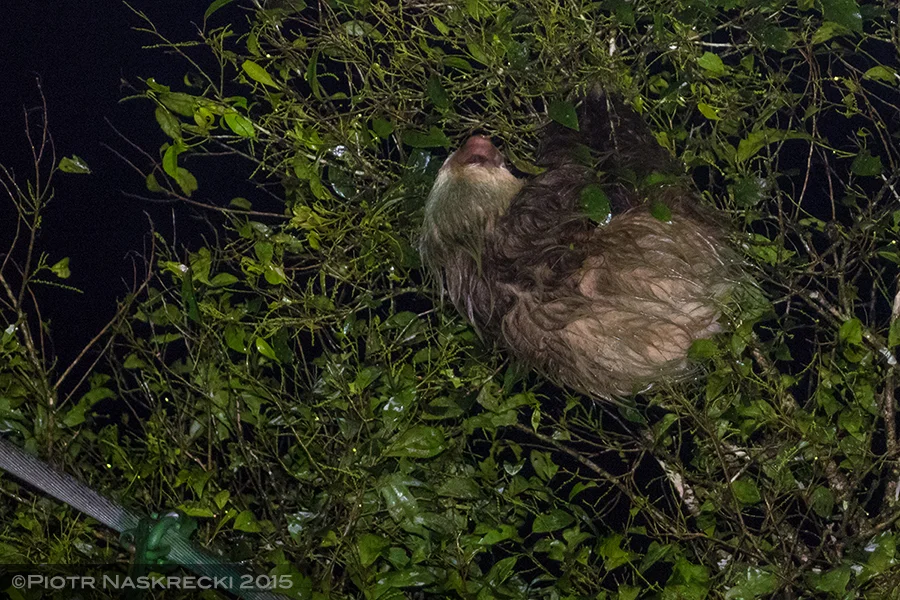 My first sloth, doing absolutely nothing. Photo by Piotr Naskrecki .