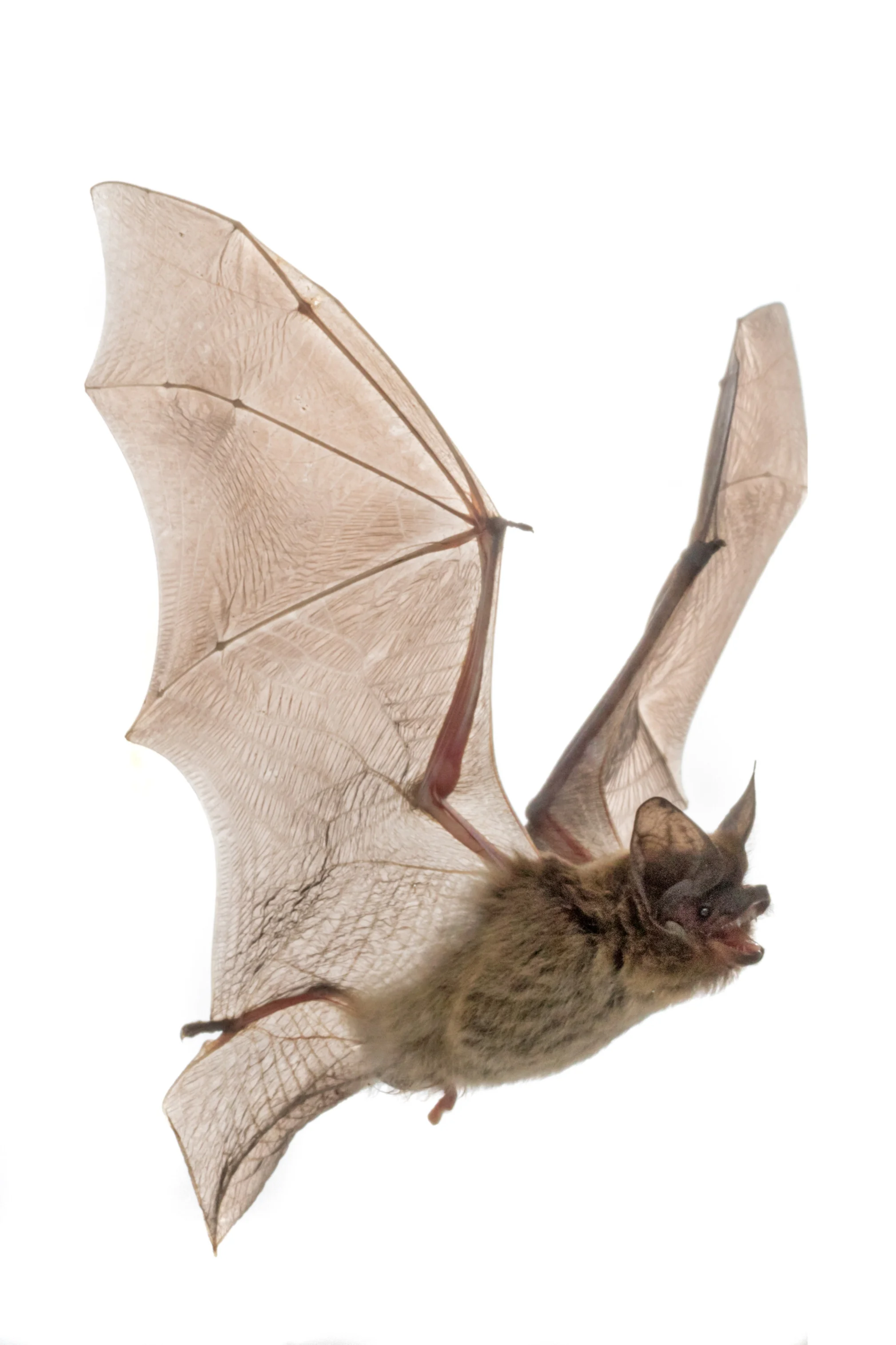 Laeophotis botswanae, the Botswanan long-eared bat.
