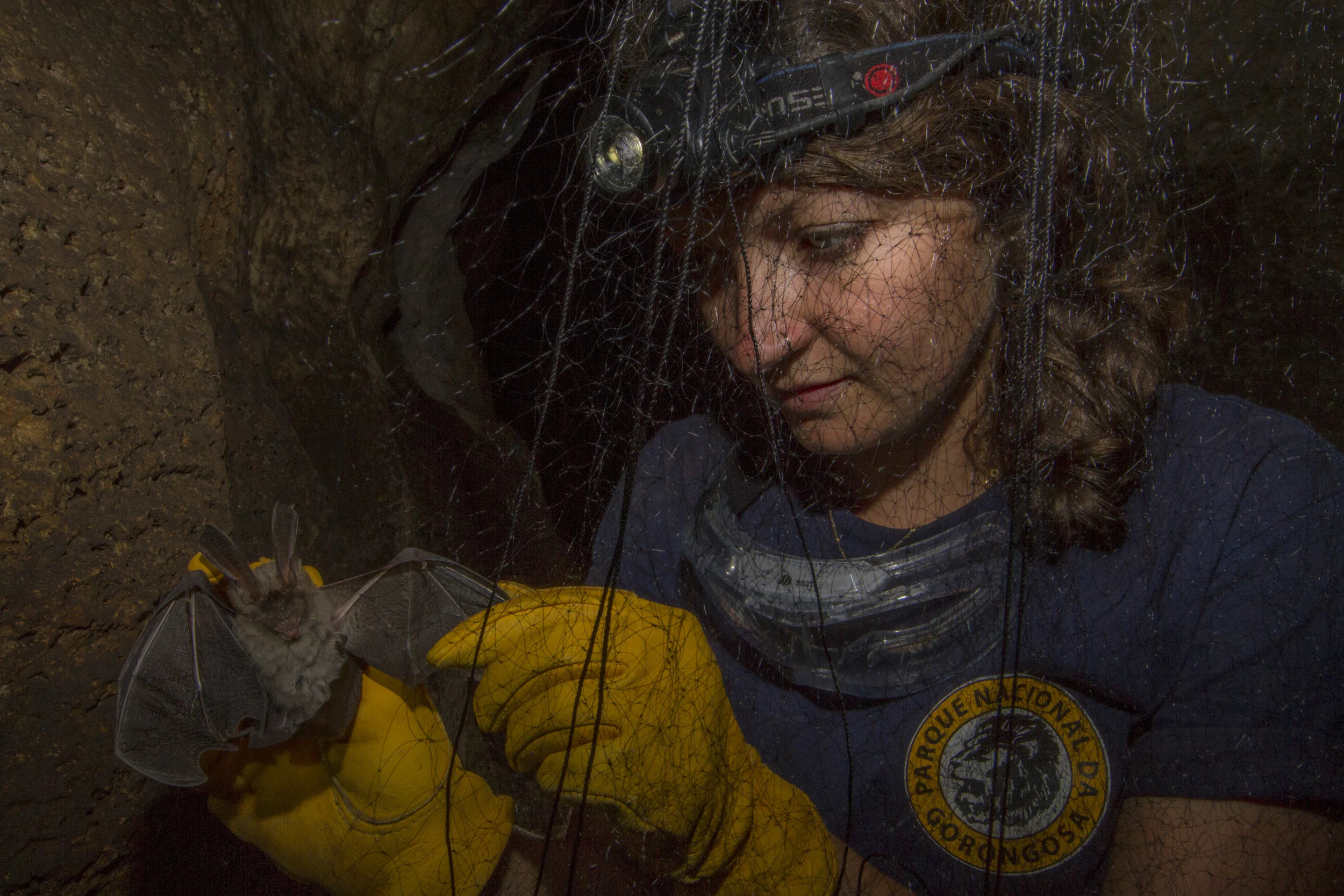 Removing a whispering bat (Nycteris thebaica) from a net at the entrance to a cave on the Cheringoma Plateau in Gorongosa National Park.