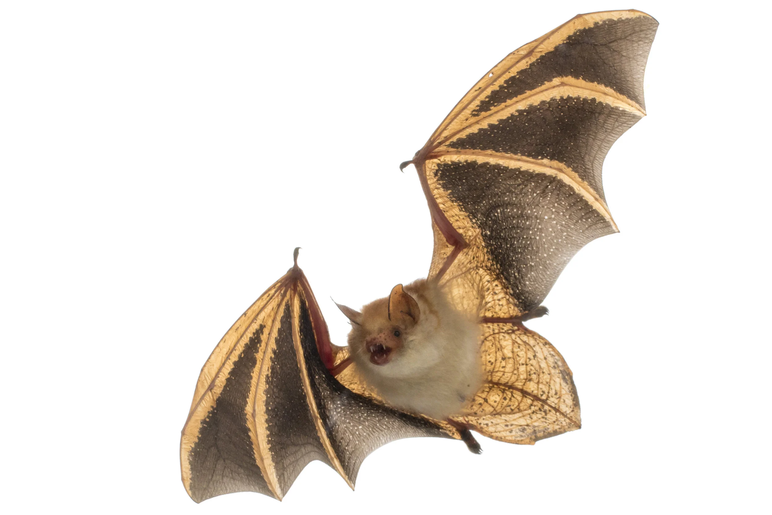 Welwitsch's myotis (Myotis welwitschii).