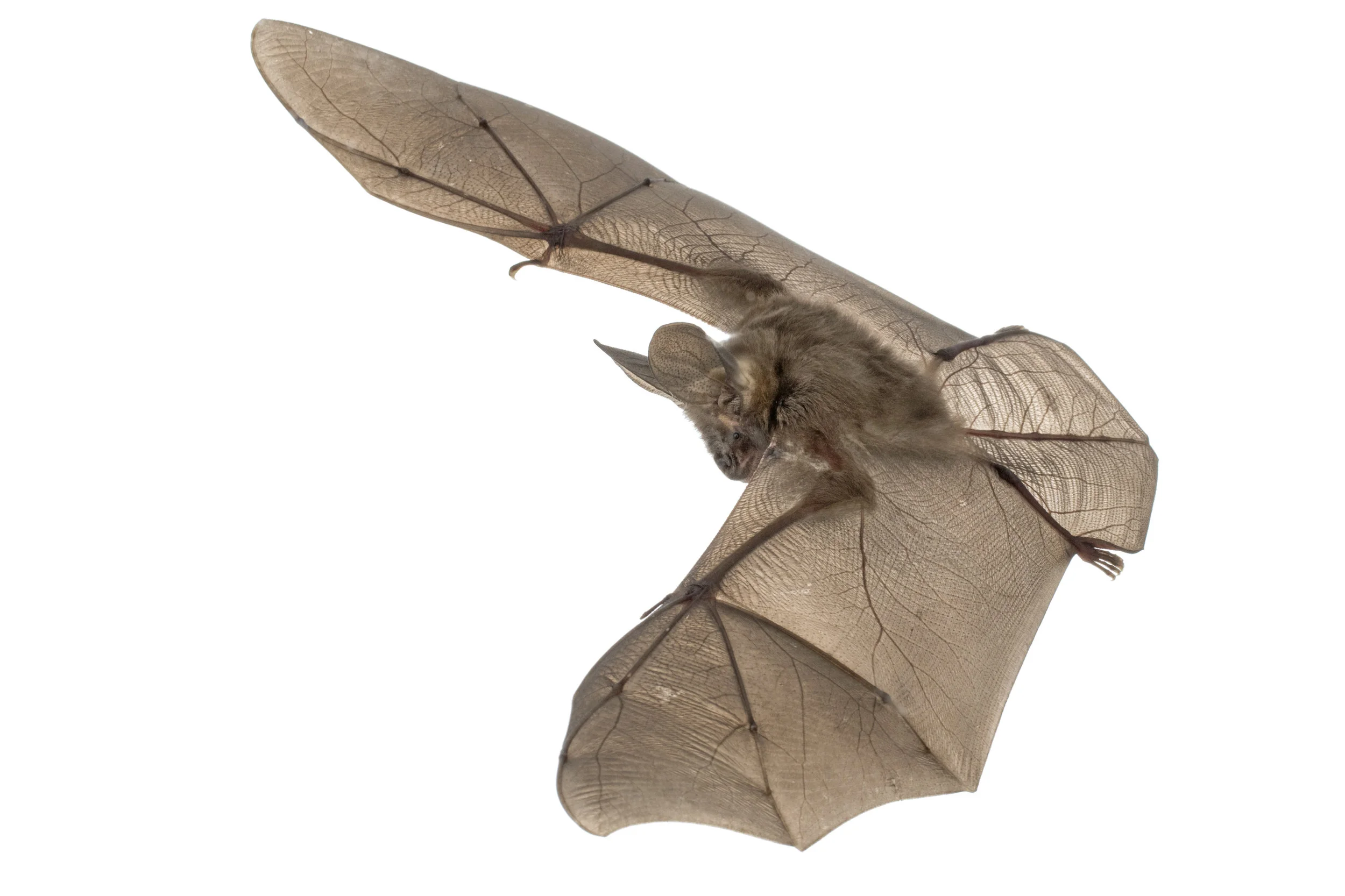 Large-eared whispering bat (Nycteris macrotis).