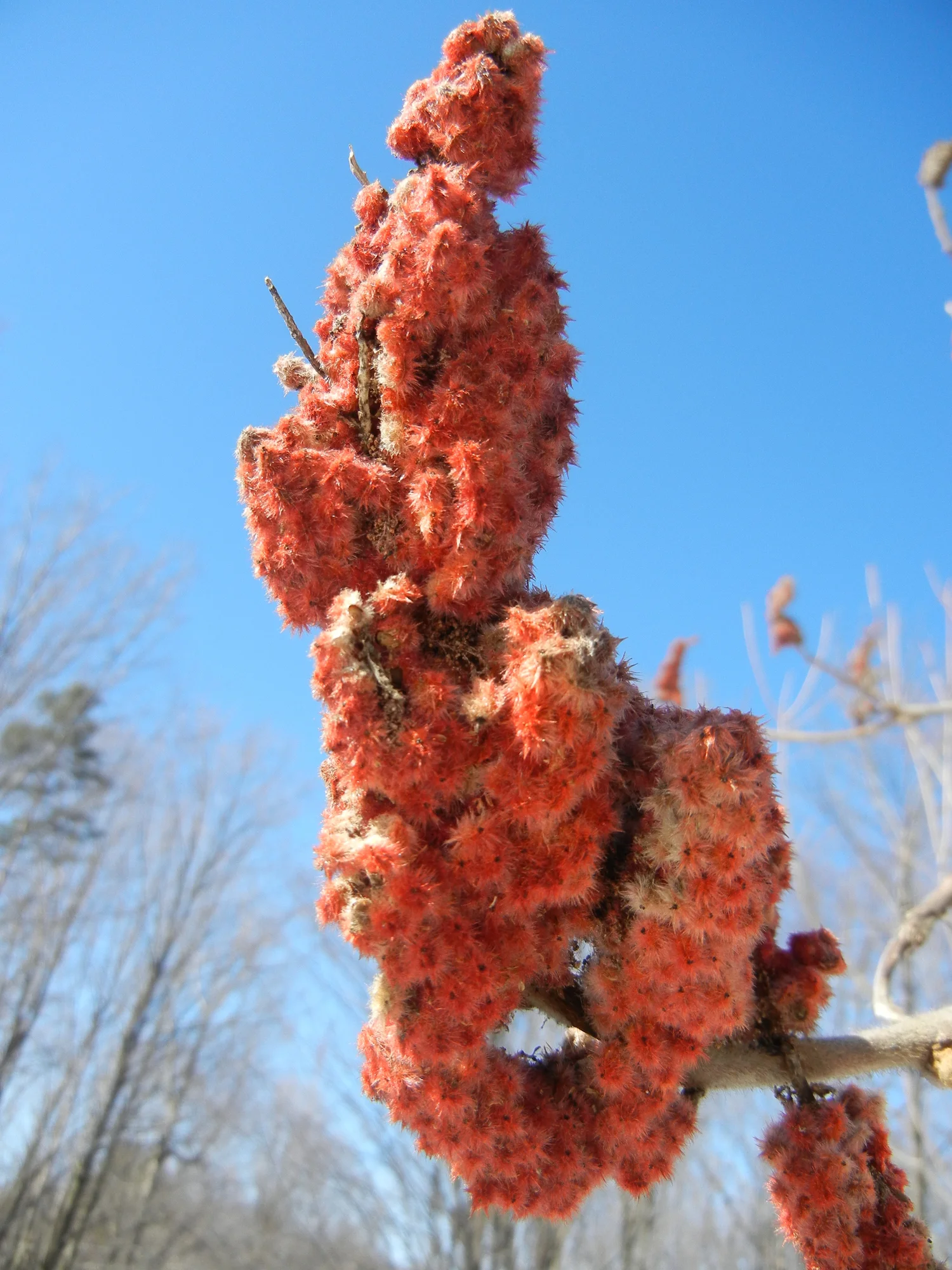 Ep. 06 - Staghorn Sumac episode artwork