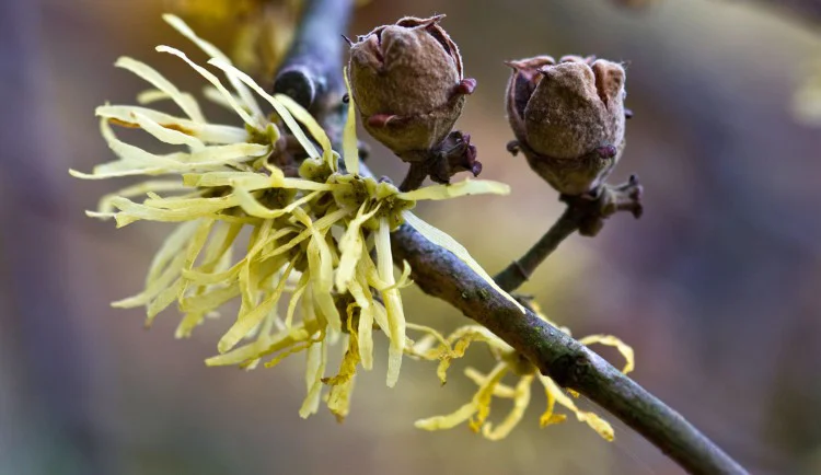Ep. 10 - Witch Hazel: An Explosive Late Bloomer  The Field Guides