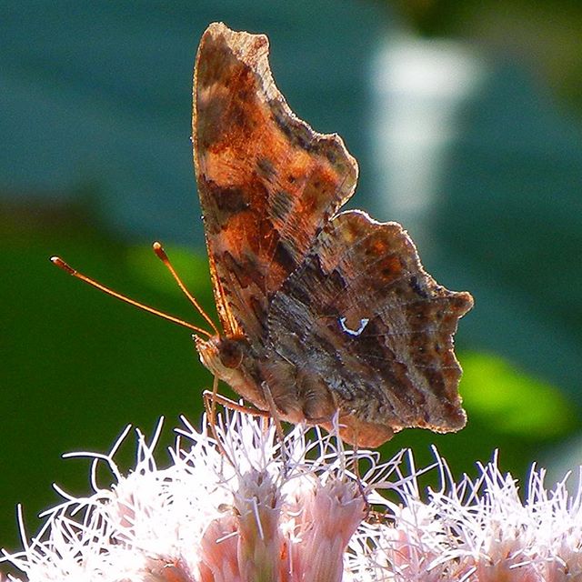 Eastern Comma (Polygonia comma) at Tifft (Mid August, 2011)
#EasternComma #Polygonia #Polygoniacomma #Nymphalidae Nymphalinae #BrushFootedButterflies #BrushFootedButterfly #BrushFooted #FourFootedButterfly #Nymphalid #Lepidoptera #Entomology #Insect 