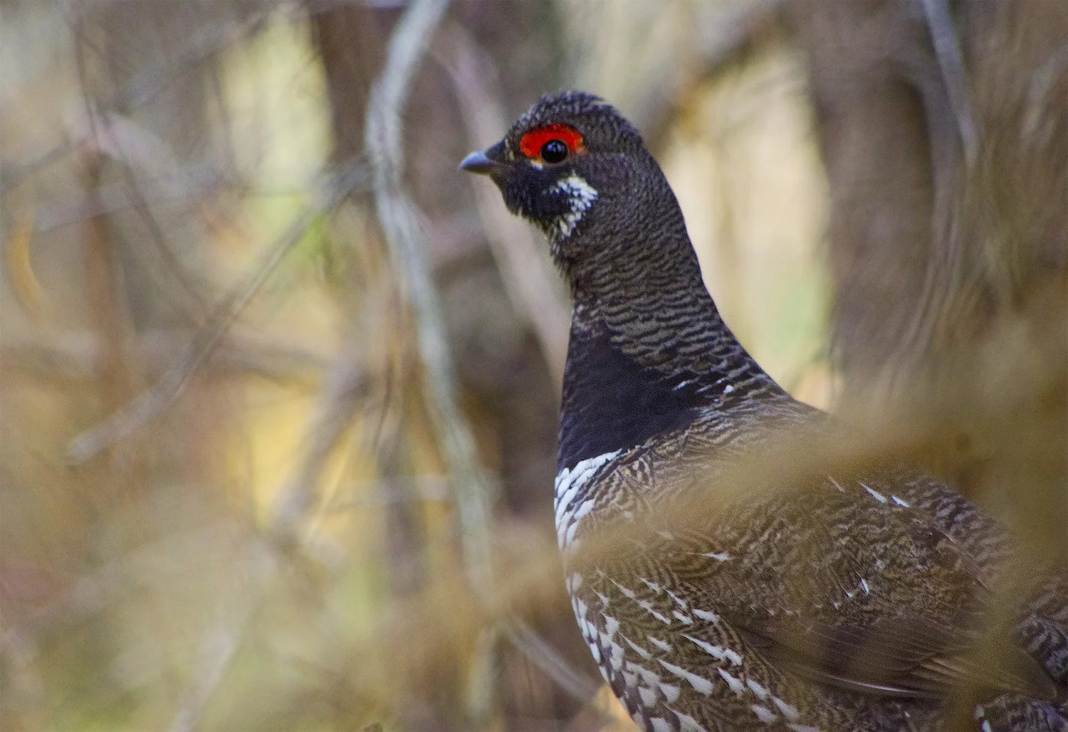 Ep. 11 - Spruce Grouse in the House episode artwork