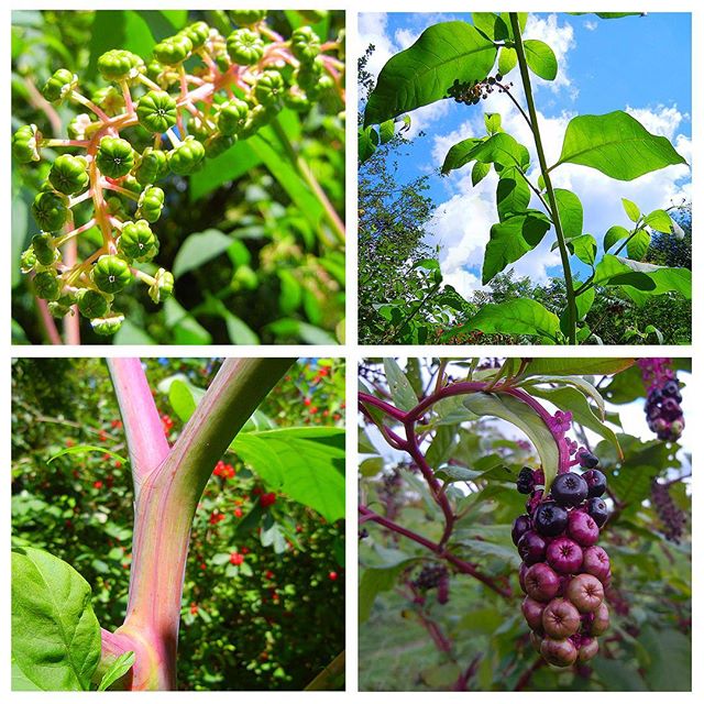 Pokeweed (Phytolacca americana) at Steve&rsquo;s Cabin (Late July, 2011) &amp; Knox Farm (Mid October, 2015)
#Pokeweed #Phytolacca #Phytolaccaamericana #Phytolaccaceae #Caryophyllales #AmericanPokeweed #PokeSallet #PolkSalad #PokePlant #PokeRoot #Pok