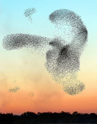 Ep. 13 - What the Flock is a Murmuration of Starlings? episode artwork