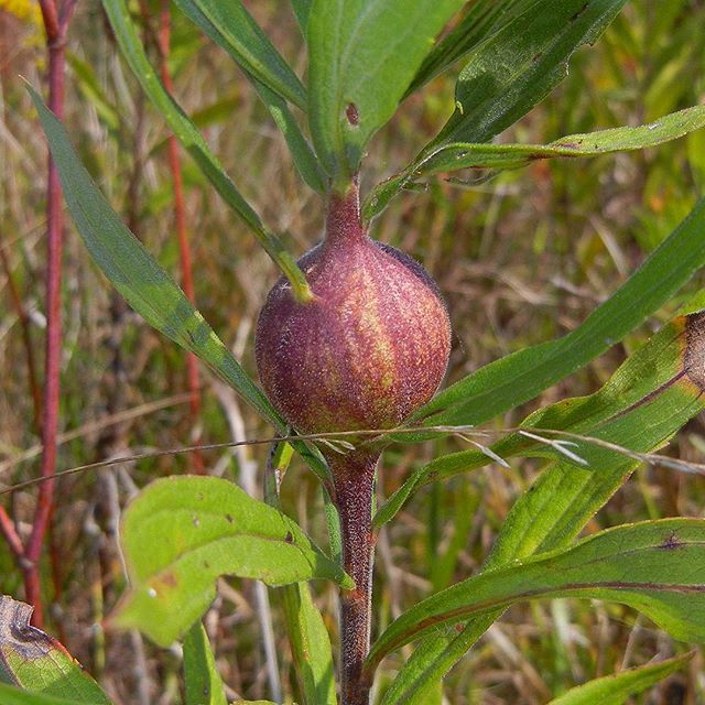 Goldenrod Gall Fly (Eurosta solidaginis) inside a &ldquo;Ball Gall&rdquo; on a Solidago canadensis at Kennekuck Cove County Park (Mid September, 2017)
#GoldenrodGallFly #Eurosta #Eurostasolidaginis #Diptera #Tephritidae #BallGall #GoldenrodGalls #Gol