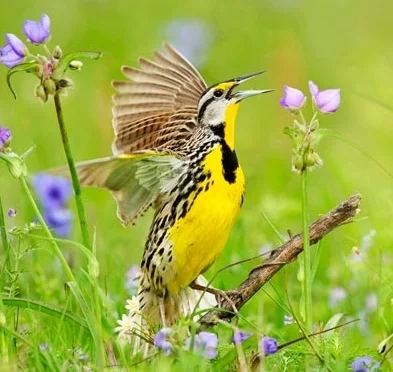 Ep. 21 - A Pain in the Grass: Restoring Grassland Bird Habitat episode artwork
