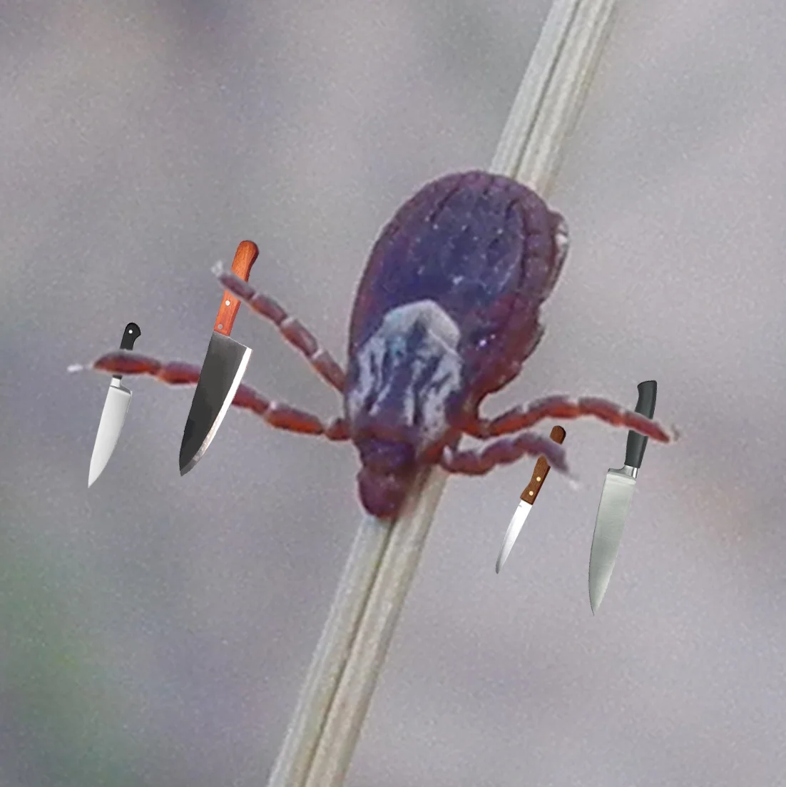 Bonus 03 - Ticks & Tick-borne Diseases (feat. Dr. Wayne Gall) episode artwork
