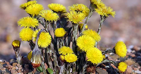 Bonus 06 - Spring Ephemerals: Coltsfoot episode artwork