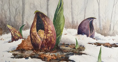 Ep. 27 - Spring Ephemerals: Skunk Cabbage episode artwork
