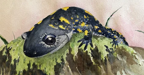 Ep. 28 - Spring Ephemerals: The Spotted Salamander episode artwork