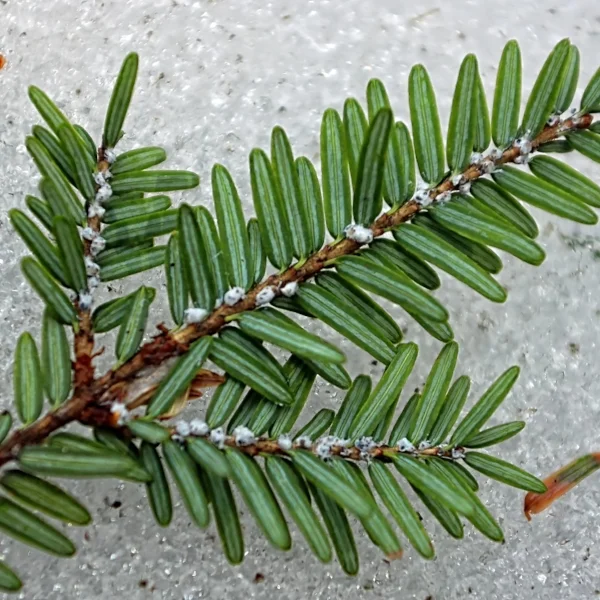 Ep. 23 - The HWA (Hemlock Woolly Adelgid) episode artwork