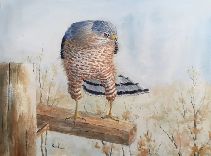 Bonus 05 - The Urban Cooper's Hawk Podcast episode artwork