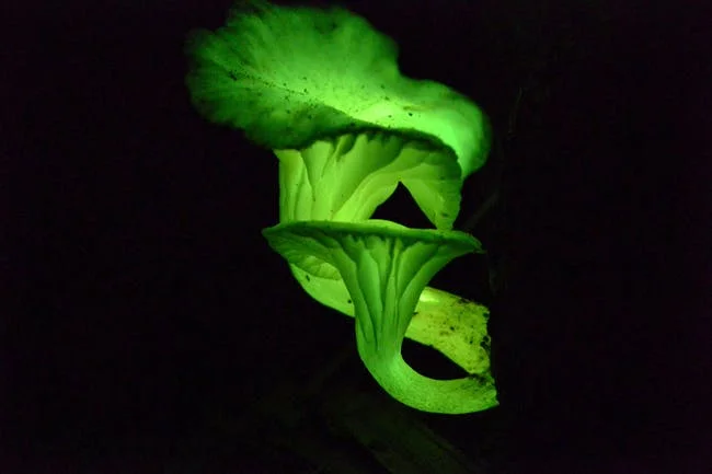 Ep. 30 - Have You Seen the Light?: Foxfire and Bioluminescent Fungi