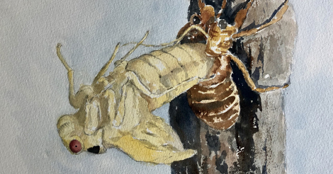 Ep. 31 - Magic Cicadas episode artwork