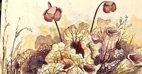 Ep. 39 - The Alliterative Purple Pitcher Plant (Carnivorous Series #1) episode artwork