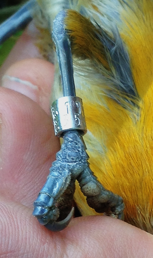 Ep. 40 - Put a Ring On It (Part 1) - All About Bird Banding