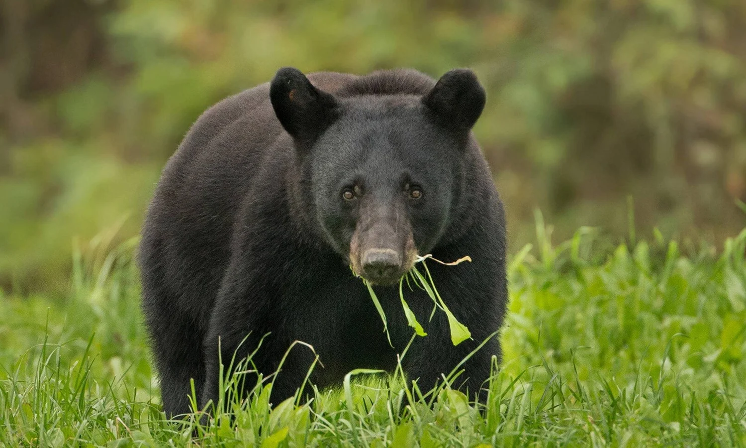 Ep. 42 - It's Worth the Wait: Reproductive Delays and the 'Merican Black Bear episode artwork