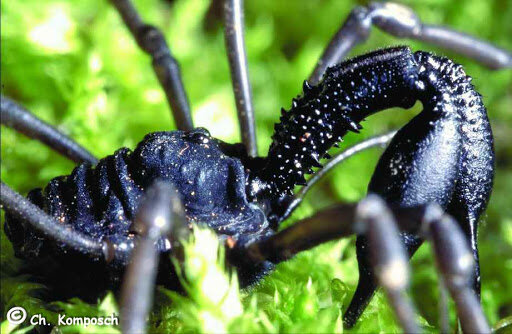 Daddy Longlegs – Field Station