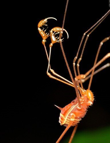 Daddy Long Leg Spider Identification & Behavior